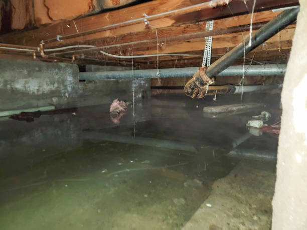 Best Professional water damage repair  in Hempstead, TX